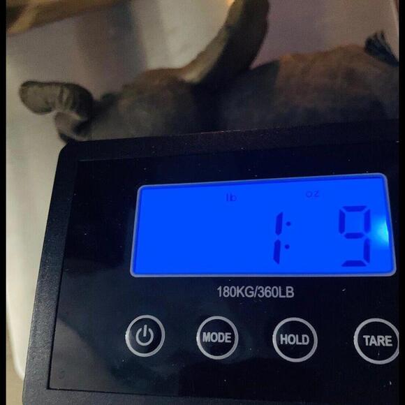 Tuskers Baby Elephant playing with Friend Figurine Sloth Large Ears Vintage - Picture 11 of 11